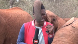 Alvin Kaunda being interrupted by a baby elephant during reporting: IMAGE: SCREENGRAB